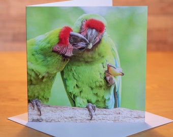 Parrots Sharing Food 15 x 15 cm, 6 inch x 6 inch, Blank Photo Greeting Card Suit any occasion