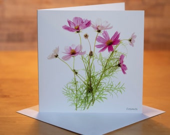 Cosmos Flowers on white background 15 x 15 cm, 6 inch x 6 inch, Blank Photo Greeting Card Suit any occasion