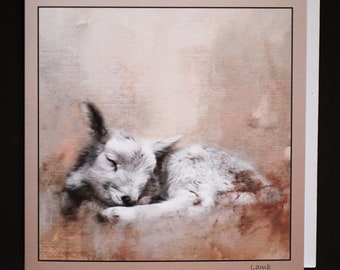 Lamb having a nap, textured photo greeting card 15cm x 15cm 6" x 6"