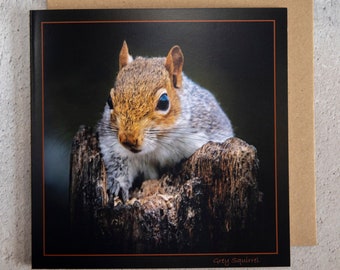 Grey Squirrel on rotten tree stump 15 x 15 cm, 6 inch x 6 inch, Blank Photo Greeting Card