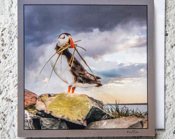 Puffin Nest Building 15 x 15 cm, 6 inch x 6 inch, Blank Wildlife Photo Greeting Card