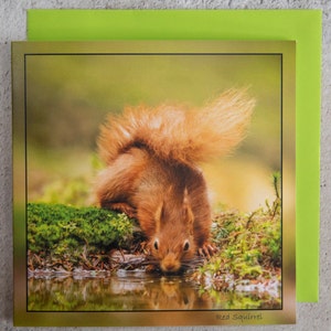 Red Squirrel Drinking Wildlife-Reflection-15 x 15 cm, 6 inch x 6 inch, Blank Photo Greeting Card image 1