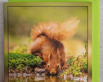 Red Squirrel Drinking- Wildlife-Reflection-15 x 15 cm, 6 inch x 6 inch, Blank Photo Greeting Card