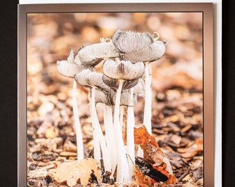 Fungi in the woods, blank photo greeting card, 15cm x 15cm 6" x 6" , Any Occasion