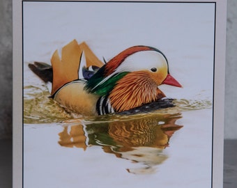 Mandarin Duck 15 x 15 cm, 6 inch x 6 inch, Blank Wildlife Photo Greeting Card