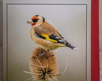 Goldfinch on Teasel 15 x 15 cm, 6 inch x 6 inch, Blank Photo Greeting Card