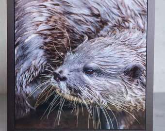 Otter 15 x 15 cm, 6 inch x 6 inch, Blank Wildlife Photo Greeting Card