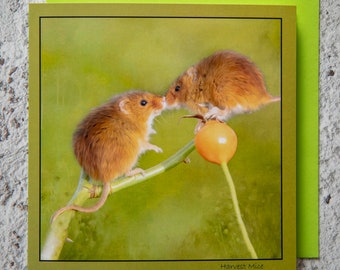 Harvest Mice Kiss 15 x 15 cm, 6 inch x 6 inch, Blank Photo Greeting Card Suitable for any occasion