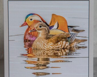 Mr and Mrs Mandarin 15 x 15 cm, 6 inch x 6 inch, Blank Wildlife Photo Greeting Card