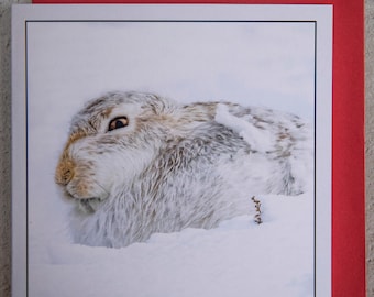 Mountain Hare Hunkering Down Against the Snow Storm in the Cairngorms 15 x 15 cm, 6 inch x 6 inch, Blank Photo Greeting Card