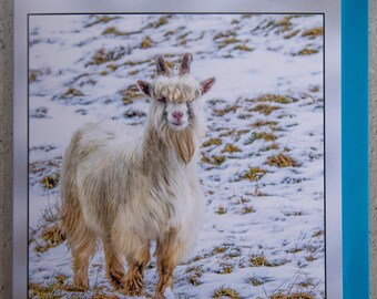 Mountain Goat in the Snow in the Cairngorms, Scotland 15 x 15 cm, 6 inch x 6 inch, Blank Photo Greeting Card