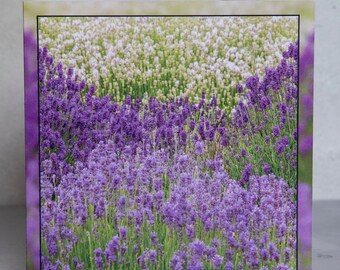 Lavender Crop 15 x 15 cm, 6 inch x 6 inch, Blank Photo Greeting Card