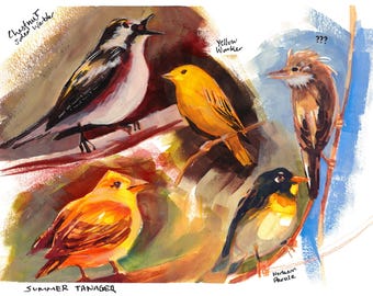 Encargo de pintura de aves, acuarela y gouache.