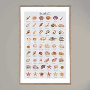 May include: A colorful chart with illustrations of various seashells, including the names of each type. The chart is titled "Seashells" and is framed in a light brown wood frame.