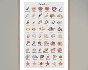 Name That Seashell Print,  Seashell Poster, Seashell Art, Shell Wall Decor, Seashell Print Poster, Seashell Chart, Seashell art decor