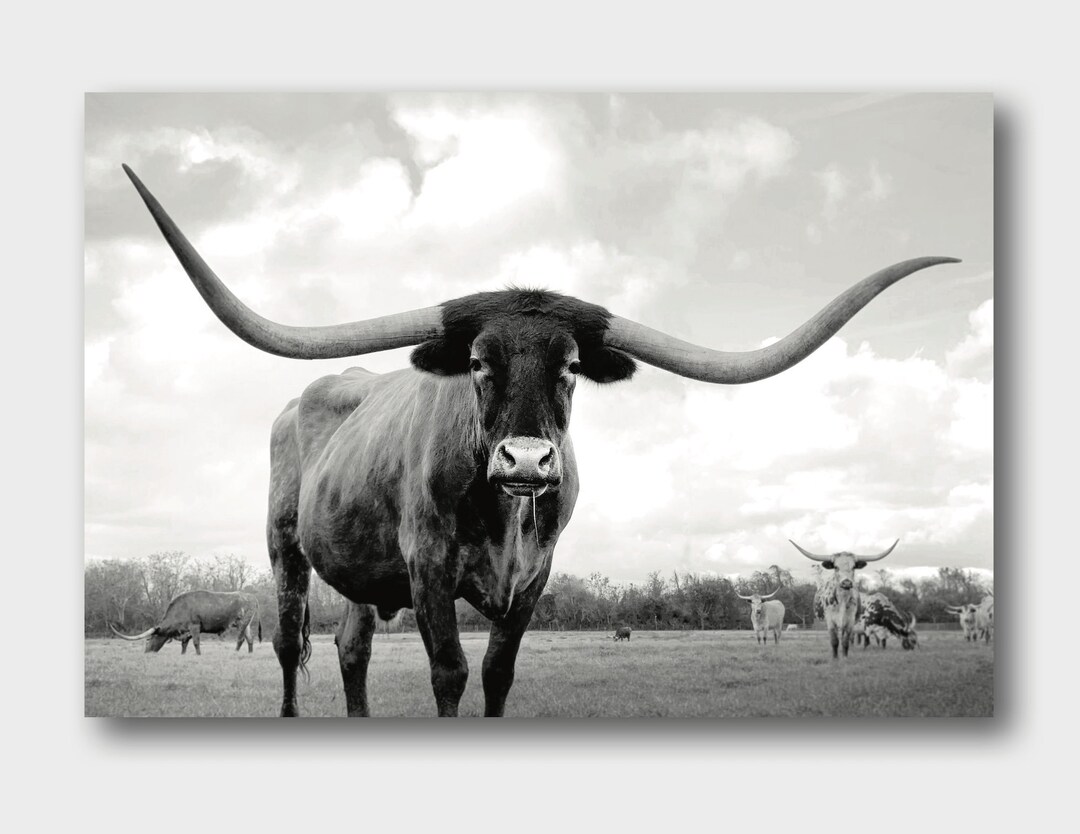 Longhorn Wall Decor, Longhorn Art, Longhorn Print, Longhorn Canvas