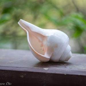 puja Conch Shell big Size 8 inches you have to blow into this shell, it makes a wonderful sound! Hare Krishna puja, Spiritual things
