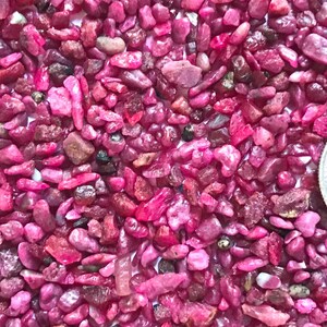Op de afbeelding: Een verzameling kleine, ruwe, dieproze en magentakleurige robijnfragmenten met onregelmatige vormen en vari&euml;rende texturen. Een zilverkleurige Amerikaanse munt van 25 cent ligt aan de rechterkant als referentie voor de schaal.