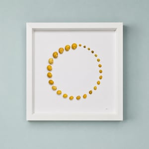 May include: A square white frame containing a white mount with a circular arrangement of small, yellow, spiral-shaped seashells. The shells are organised by size, creating a gradient effect within the circular pattern on the white background.