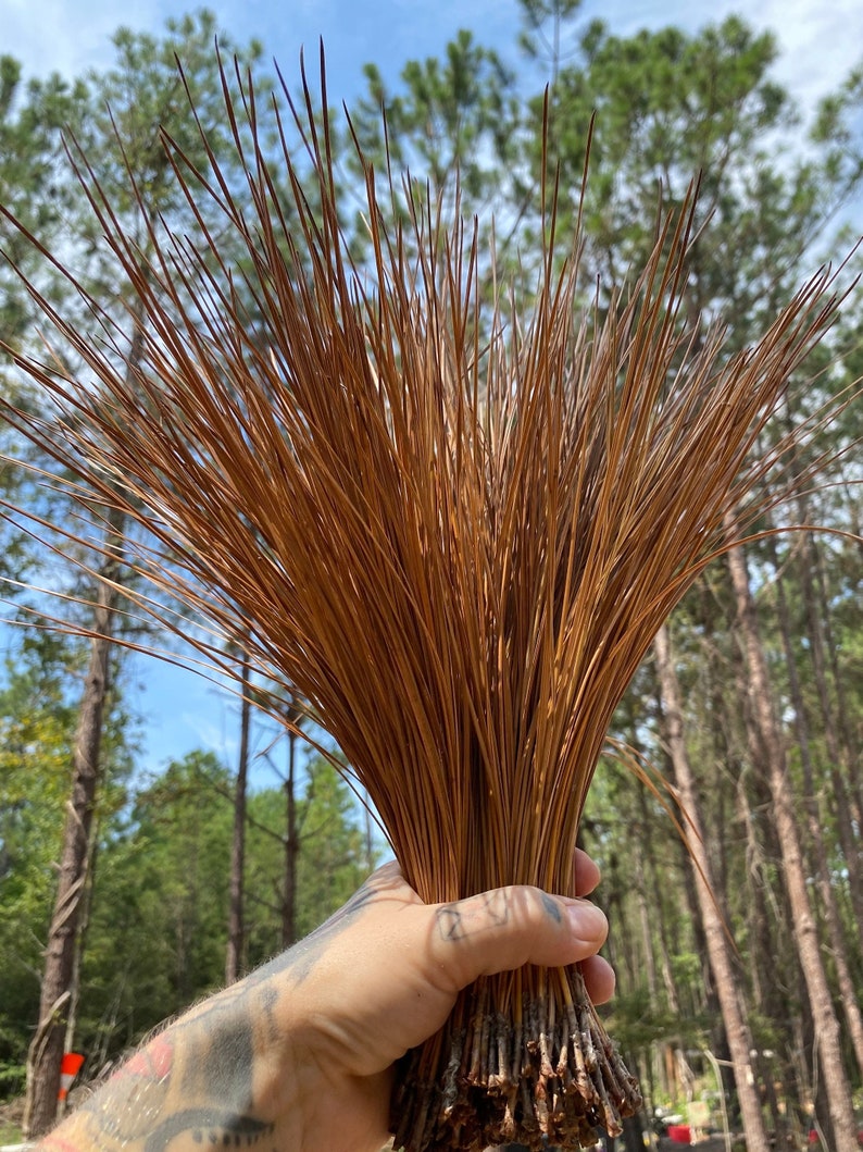 Longleaf Pine Needles Etsy