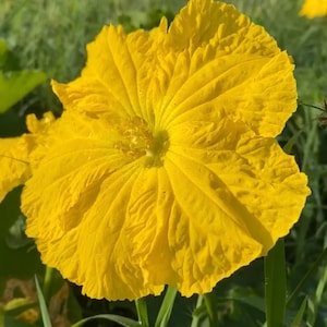 Luffa Seeds 10 pack