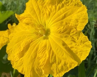 Luffa Seeds 10 pack