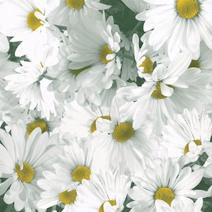 Field of Daisies Gift Wrapping Tissue Paper- 10 large Sheets 20&quot; x 30&quot;