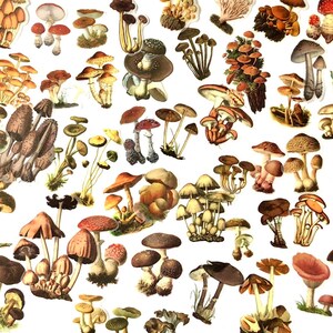 Mushroom Stickers,Gifts That Fit in Envelope,Gift For Class,Mushroom Sticker,Sticker Pack,Stickers Vintage Style,Mushroom Ephemera