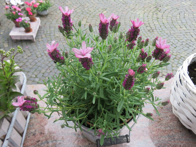 Lavendelsäckchen Duftsäckchen Lavendel genäht Bienen Imker Blumen Lavendel Säckchen KleineSeligkeiten Geburtstag Sommer Geschenk Säckchen Bild 9