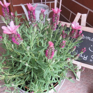 Lavendelsäckchen Duftsäckchen Lavendel genäht Bienen Imker Blumen Lavendel Säckchen KleineSeligkeiten Geburtstag Sommer Geschenk Säckchen Bild 2