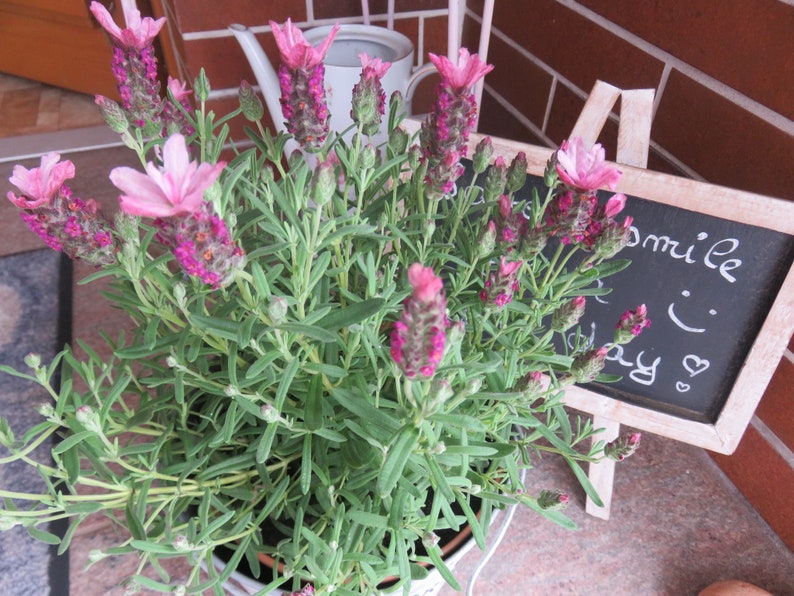 Lavendelsäckchen Duftsäckchen Lavendel genäht Bienen Imker Blumen Lavendel Säckchen KleineSeligkeiten Geburtstag Sommer Geschenk Säckchen Bild 2