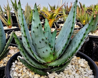 3g Aloe Excelsa,rarely seen in cultivation.Seed grown from South African stock,not tissue culture. Must have tree aloe for the collector.