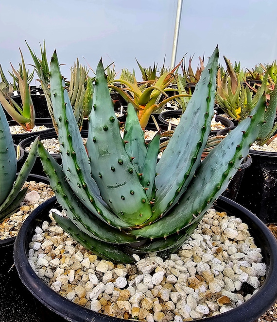 aloe veralı şampuanlar URTEKRAM Organik Aloe Vera Canlandırıcı Şampuan 250 ml – Vegan Dükkan main image 0