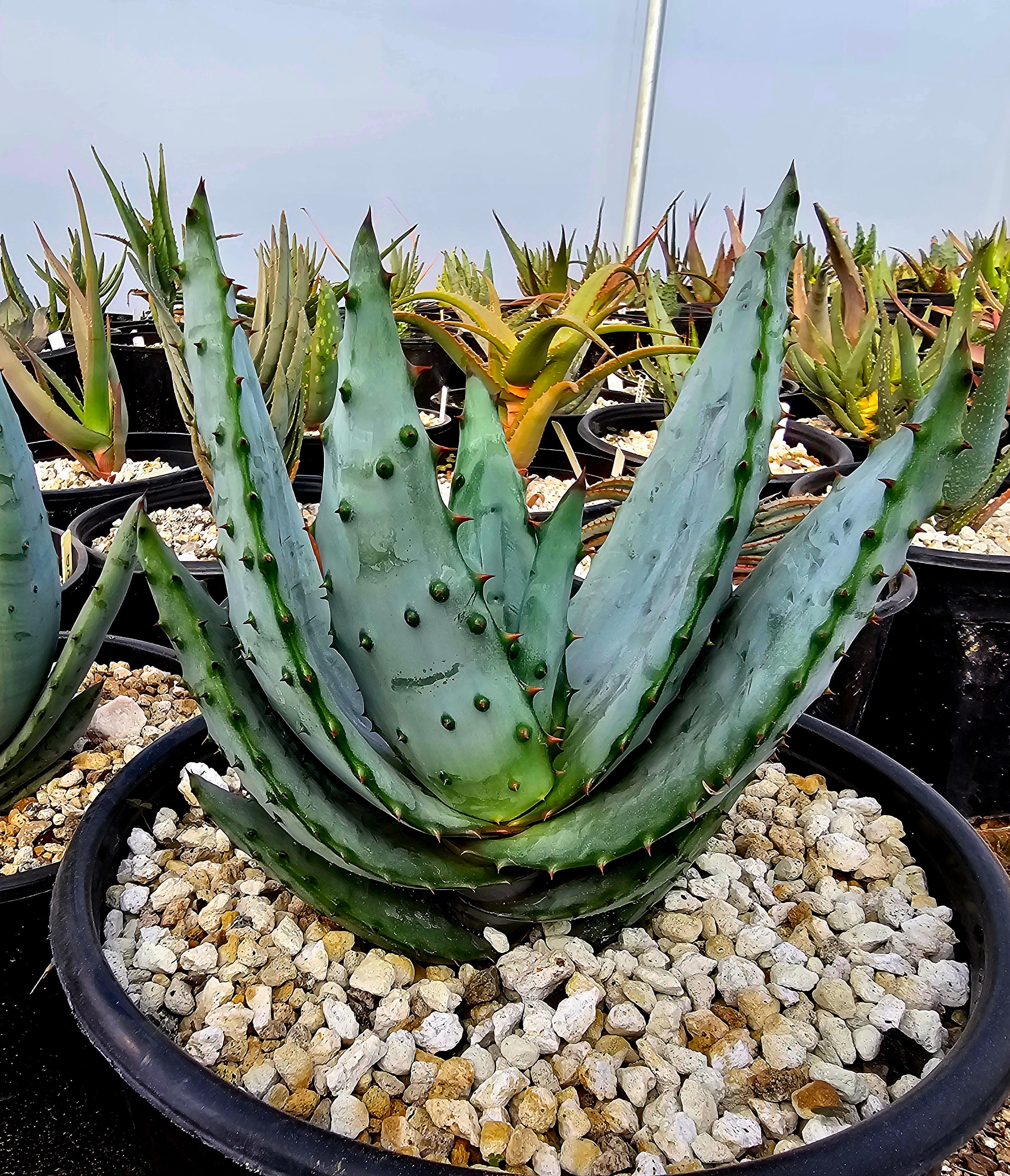 3g Aloe Excelsa: Rare South African Tree Aloe, Seed Grown - Etsy