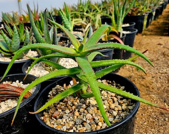 2g rare Aloe Kulalensis L.E. Newton, aka Mount Kulal Aloe. Very rarely seen in cultivation. Must have aloe for the collector!