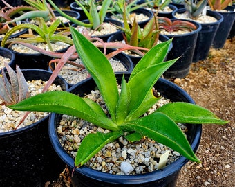 3g Agave Mitis, seed grown. These agaves occur on limestone outcrops in the regions of Hidalgo, San Luis Potosí, Tamaulipas, and Nuevo León.
