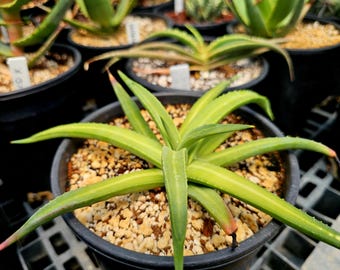 1g Agave Nizandensis: Rare Spineless Container Agave - Etsy