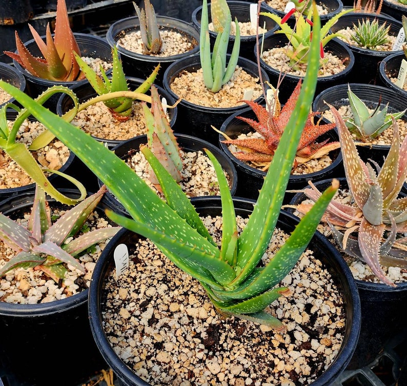 Gorgeous 2g Aloe Buhrii hybrid, incredible foliage. Top shelf, seed grown by Circadian Rhythm. Expected to be awesome bloomers. image 4