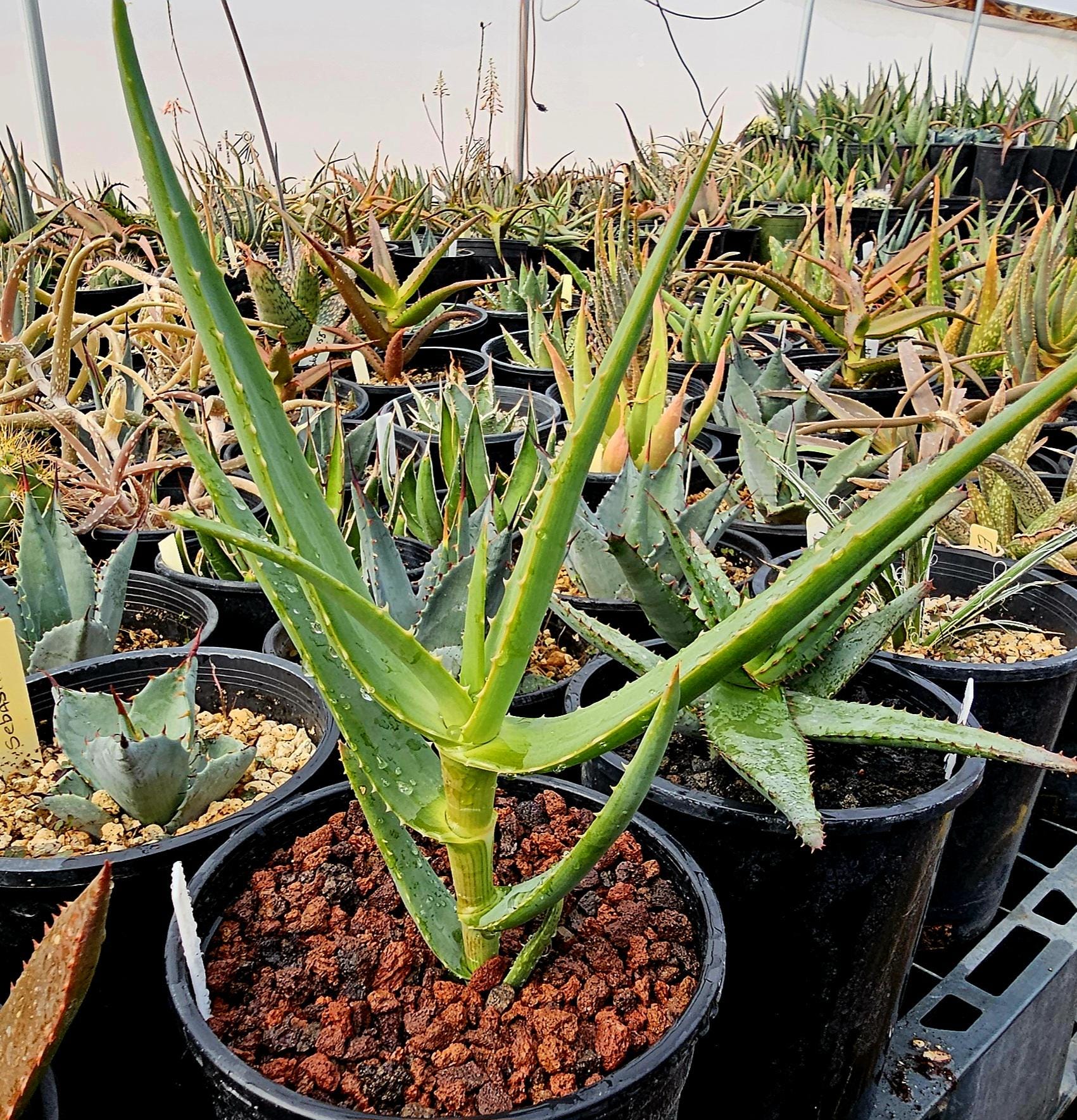 1g Aloe Sabaea x Aloe Africana. Unique tree aloe combination that should prove to be a exceptional easy to grow aloe. Top shelf CR hybrid