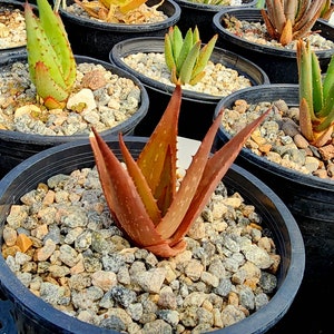 Sm.1g Aloe Butiabana, native to Butiaba Flats east of Lake Albert in western Uganda, growing in the grasslands. Seed grown, top shelf image 5