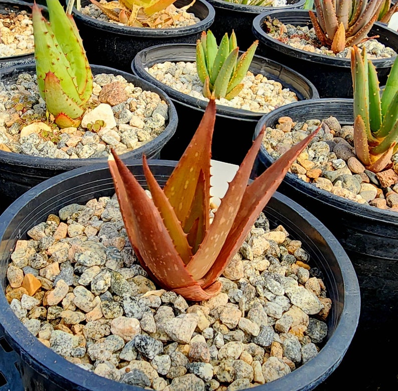 Sm.1g Aloe Butiabana, native to Butiaba Flats east of Lake Albert in western Uganda, growing in the grasslands. Seed grown, top shelf image 5