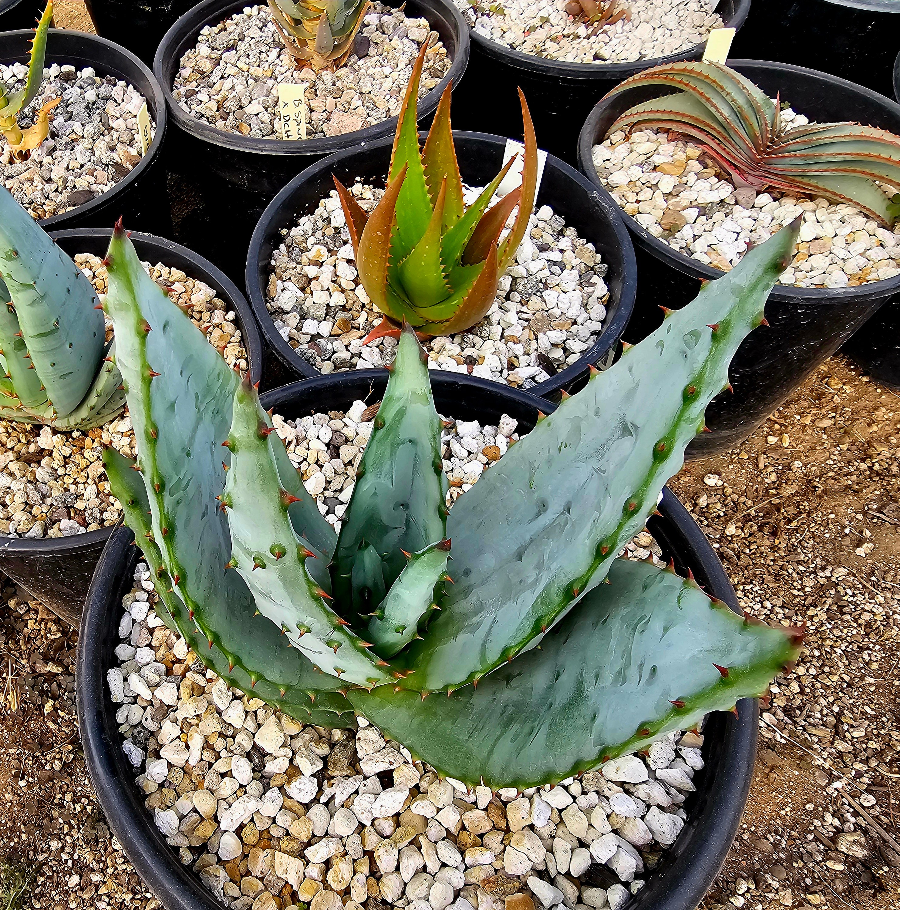 100 ml aloe vera gel Aloe Vera Gel for Skin | Natural Aloe Vera Gel