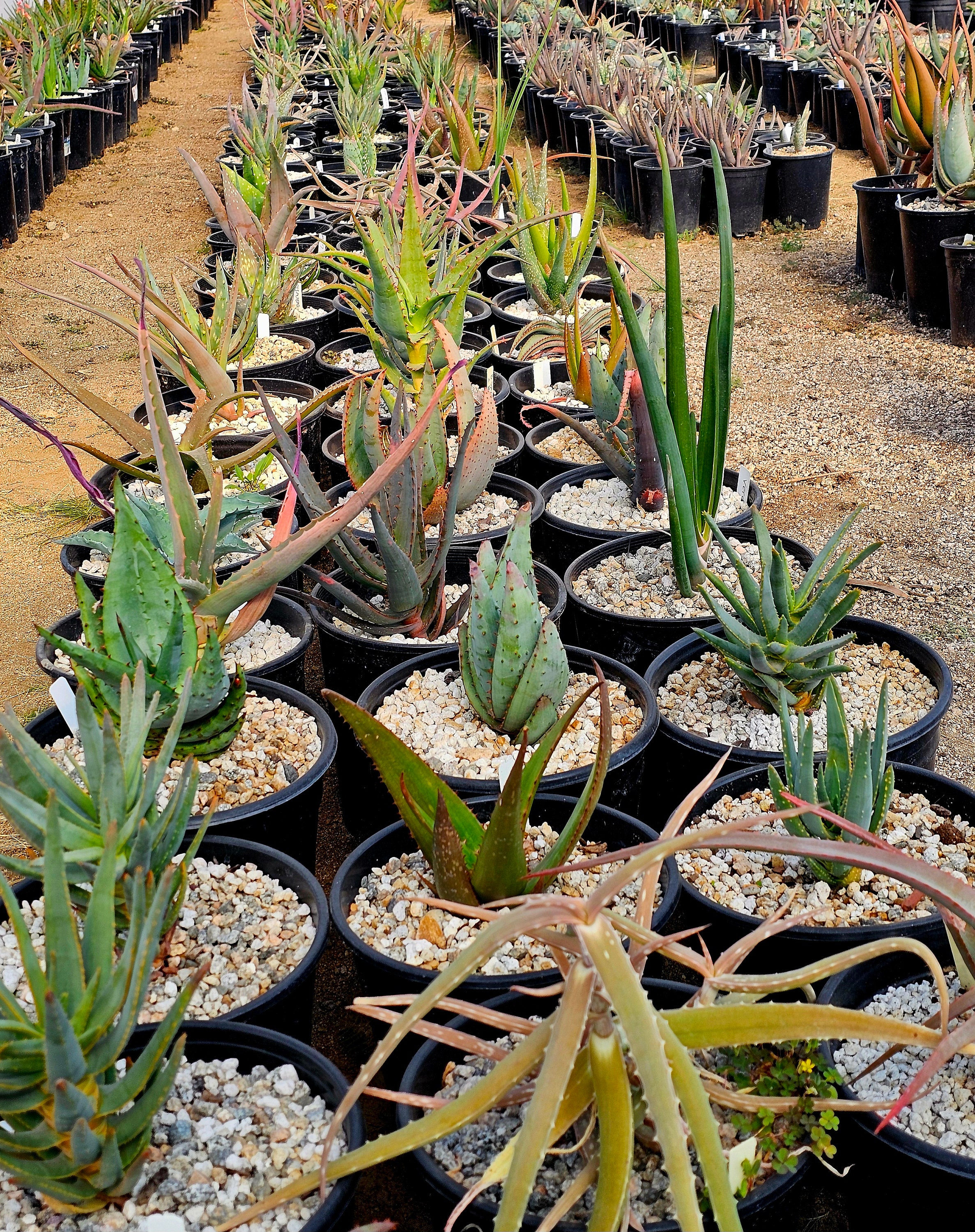 Agave Oteroi - Etsy