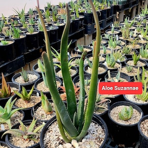 Aloe of the month special 3g Aloe Suzannae, Malagasy Tree aloe. Limited release of these special aloes.Rarely seen in cultivation. Top shelf