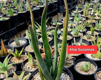 Aloe of the month special 3g Aloe Suzannae, Malagasy Tree aloe. Limited release of these special aloes.Rarely seen in cultivation. Top shelf