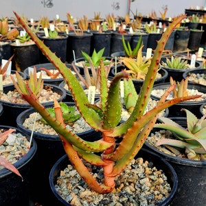1g Aloe Rupestris. These are tree aloes from South Africa. These get beautiful bottlebrush blooms. Very cold hardy,tested to 27 at CR image 1