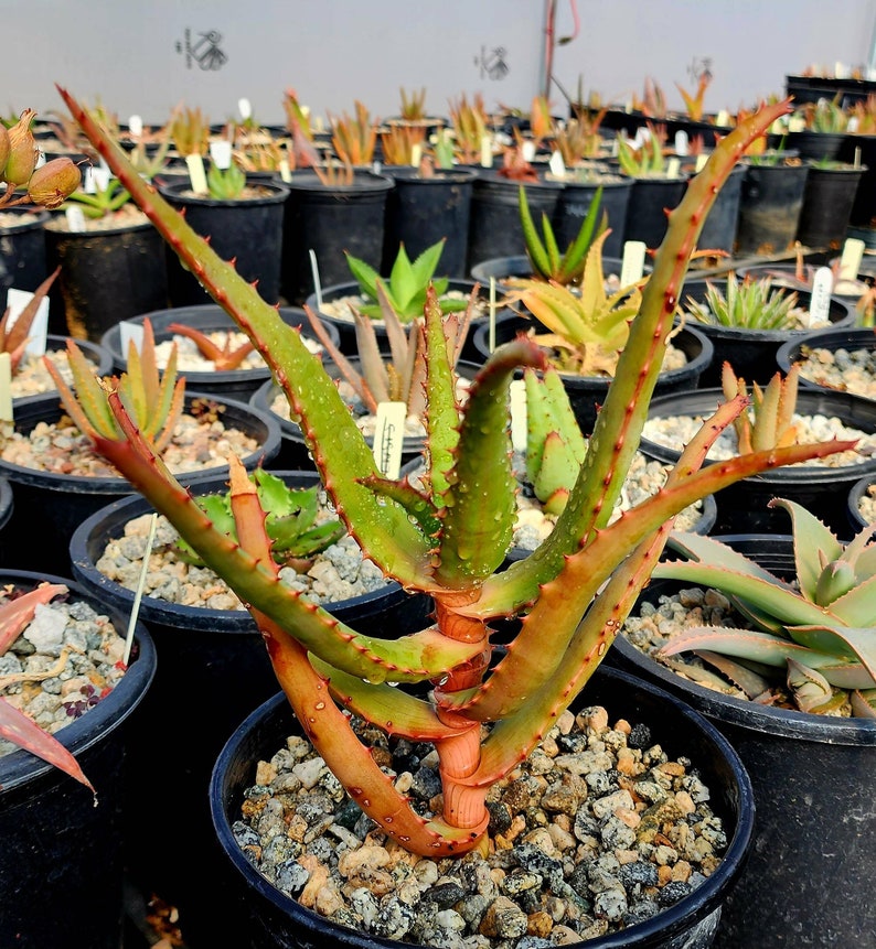 1g Aloe Rupestris. These are tree aloes from South Africa. These get beautiful bottlebrush blooms. Very cold hardy,tested to 27 at CR image 1