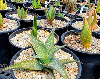 1g Aloe Deltoideodonta Sparkler. Also known as Kelly's Sparkler. Expect white tipped, pink flowers. Must have hybrids for the collector.