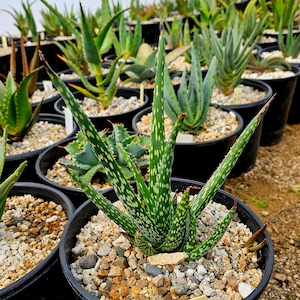 May include: A close-up of a green and white spotted succulent plant in a black pot with small brown and white rocks. The plant is surrounded by other succulents in black pots.