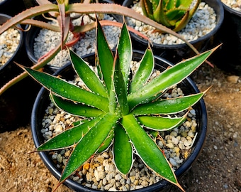 3g Agave Horrida perotensis. Seed grown at Circadian Rhythm Greenhouses. Cold hardy to low 20s. Can get up to 3ft wide. Top shelf.